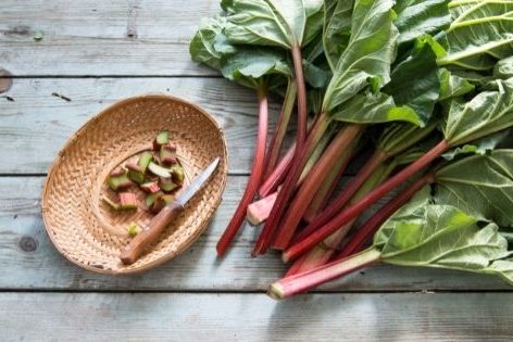 rhubarbe de printemps